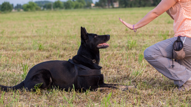 Service Dog Training at Dog Trainer College