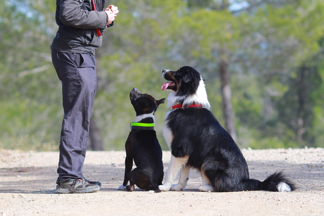 dog trainer career