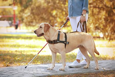 A service dog leading a visual impaired person on a walk