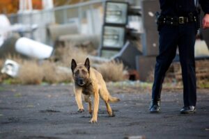 K9 trainer training