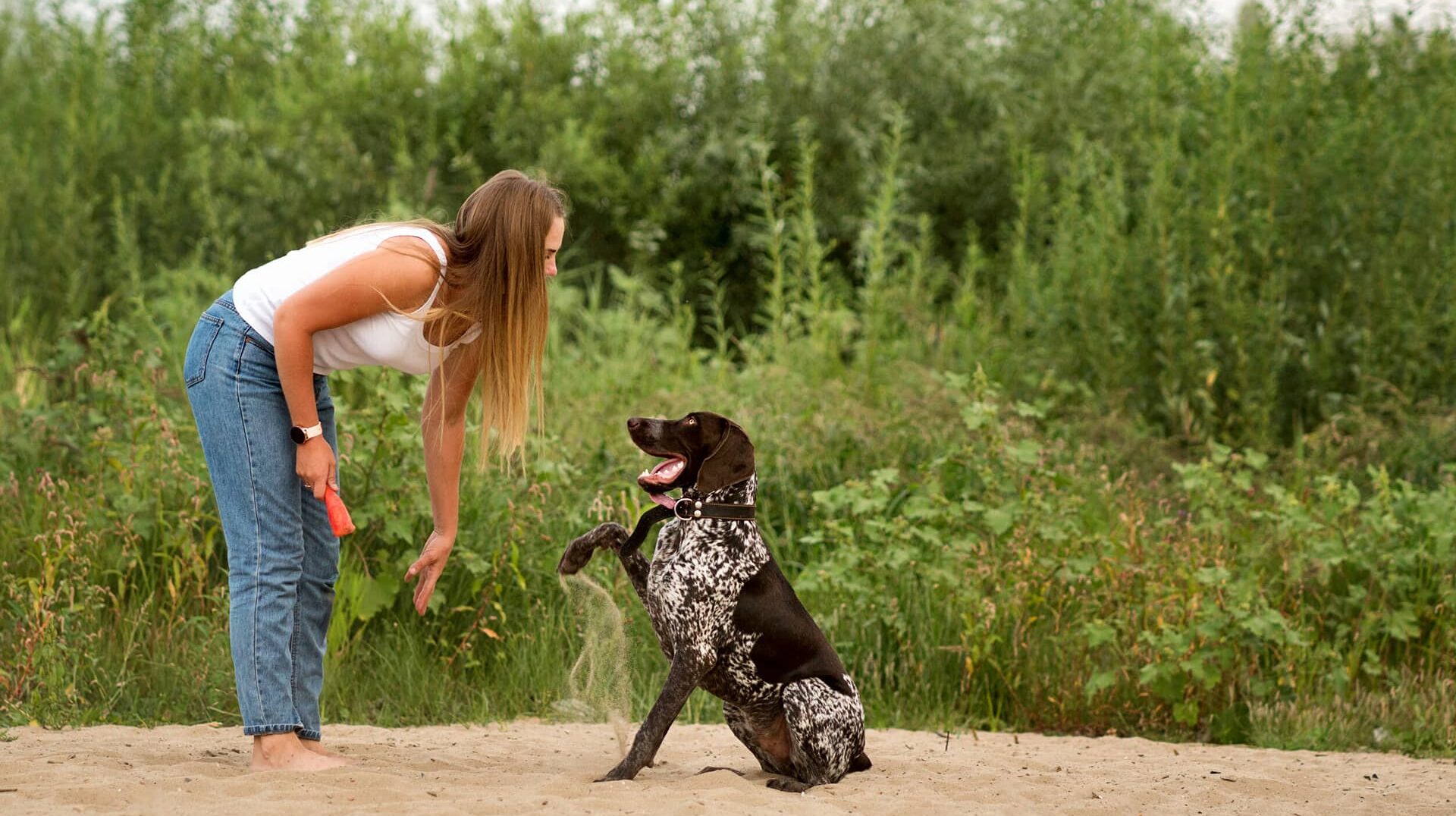 Behavior & Obedience Training at Dog Trainer College