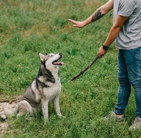 Behavior & Obedience Online Dog Trainer Course at Dog Trainer College