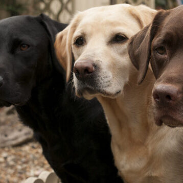 Dogs Trained by an Online Certified Master Dog Trainer