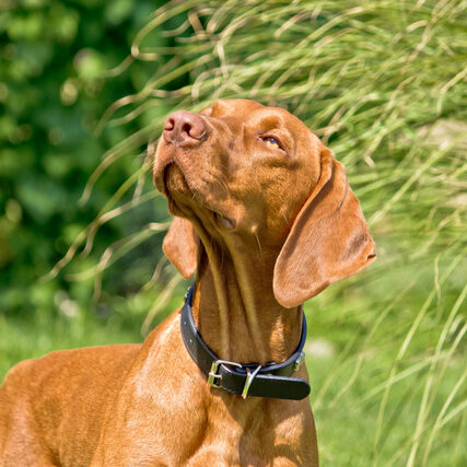 A Hungarian Pointer Service Dog
