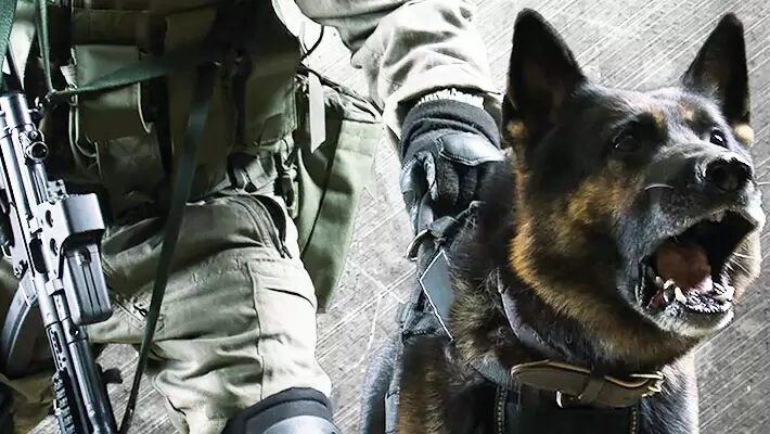 Police Dog with Certified K9 Trainer 
