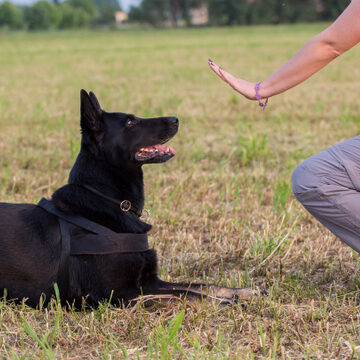 Online K9 Trainer Course and Certification at Dog Trainer College