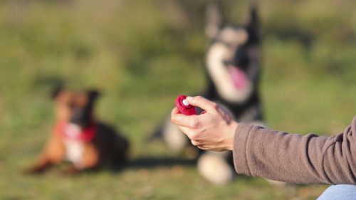 Clicker training