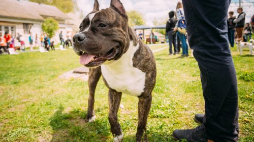 A Staffordshire Terrier outdoors