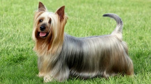 Australian Silky Terrier on the green grass lawn