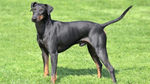 Typical Manchester Terrier in the garden