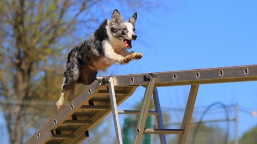 dog agility training